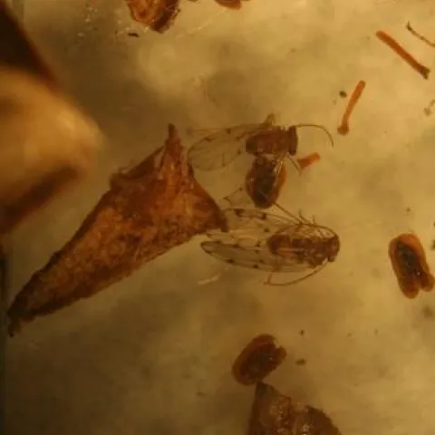 Close up of two psocids, note long sweeping antenna and distinctly marked wings. Photo Mark Bolda
