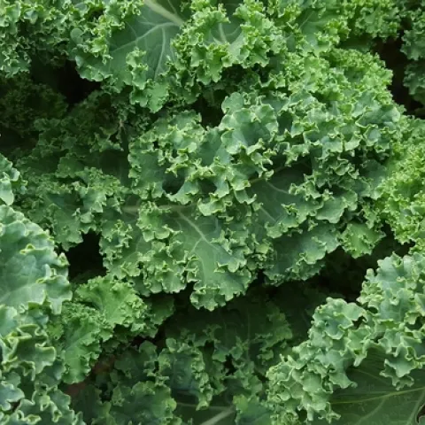 kale-852033 1280 Pixbay