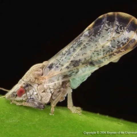 Photo of Asian Citrus Psyllid