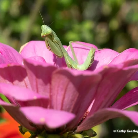 A Stagmomantis limbata, perched on a zinnia, is waiting for passing prey. (Photo by Kathy Keatley Garvey)