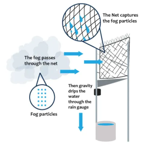 Illustration courtesy of Bayside Fog Collectors.