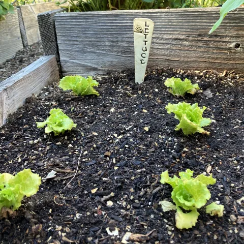 Lettuce seedlings in a home garden. Photo: Sara O’Keefe