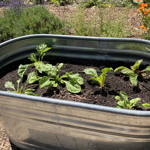 Just planted greens in the Edible Demonstration Garden at IVC. Photo: Sara O’Keefe