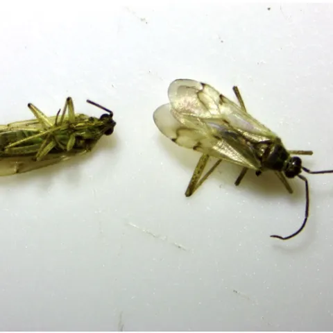 Photo by Help Desk Terri Takusagawa identifies client’s tomato bugs from a recent event at Our Garden.