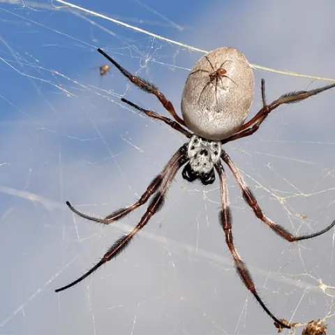 Golden Orb Spider by jeans_Photos is licensed under CC BY 2.0.