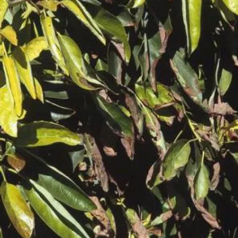 dead leaf blight