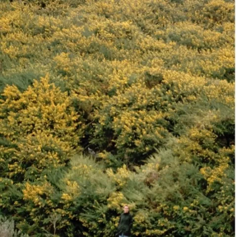 French broom invading a hillside near Bodega Bay, California. Photo by Barry Rice, UCB.