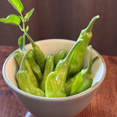 photos by Erin Mahaney