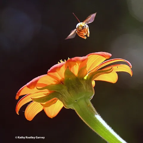 A male Melissodes agilis barreling over a Mexican sunflower, Tithonia rotundifola. (Photo by Kathy Keatley Garvey)