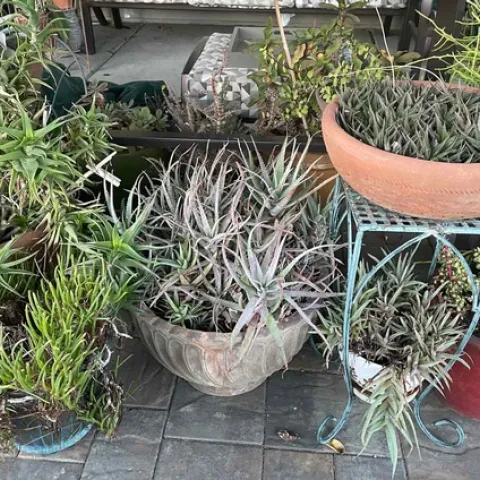 A display of succulents in containers. Container gardening is a new workshops in the Master Gardeners Fall Workshop Series. Jan Burnham