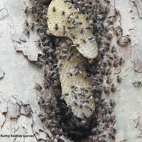 Close-up of a feral bee colony living a sycamore tree on the UC Davis campus. Image taken Sunday, Sept. 3, 2023. (Photo by Kathy Keatley Garvey)