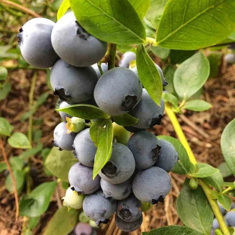 Blueberries growing in Chico. Laura Kling