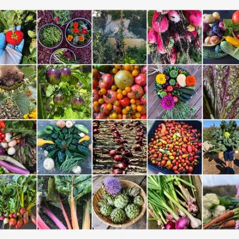 Collage of 20 pictures featuring produce