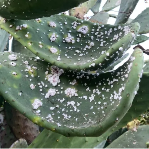 Fuzzy-like white spots all over the green pad of a prickly pear cactus.