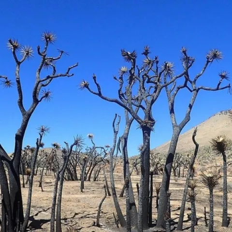 Non-native grasses are invading vast swaths of southern California. Those grasses feed wildfire, including the recent York Fire in the Mojave Desert. Recent fires have torched more than a million of the iconic Joshua trees native to the region. (Ziarnek-Krzysztof/Wikimedia Commons)