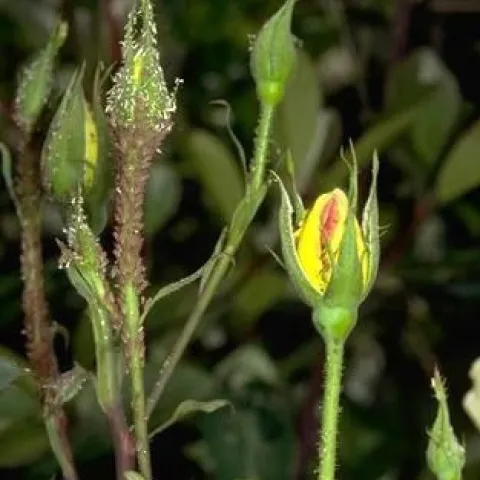 Aphids congregate on a rose bud. (Photo: UC IPM)