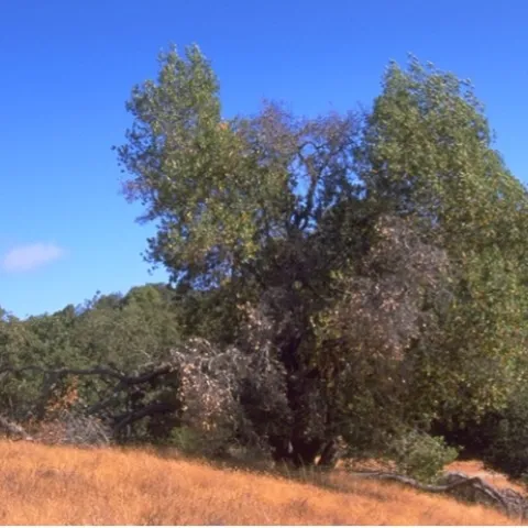 A landscape photo of an oak tree with dying, leafless branches in a meadow of dry brown grass.