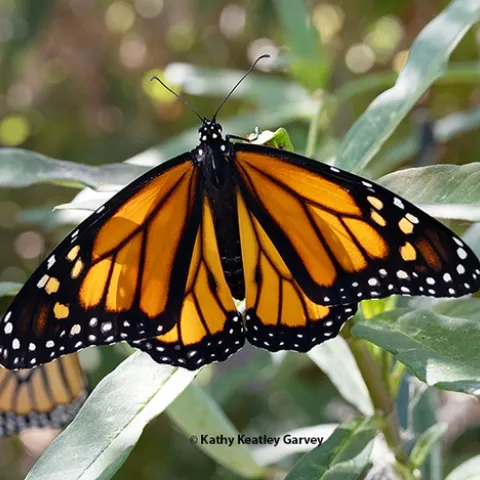 A newly eclosed male monarch spreads its wings. In the back is a female. Both eclosed on Sept. 5 in a Vacaville pollinator garden. (Photo by Kathy Keatley Garvey)