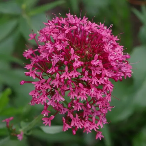 centranthus-ruber-884234 1280 Pixbay
