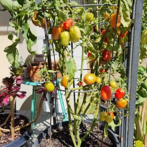 Inca Jewel September 14th after Pruning Dying Leaves