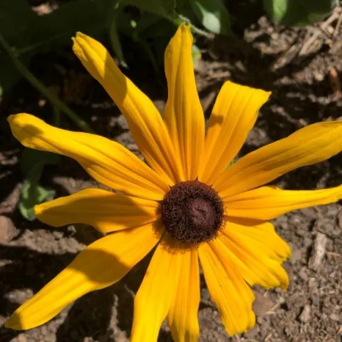 Black-eyed Susan (Rudbeckia fulgida ‘Goldstorm’) will brighten up your garden bed (photo by author)