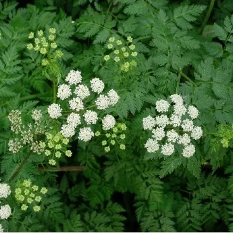 Green feather-like leaves and white flat, clusters of flowers.