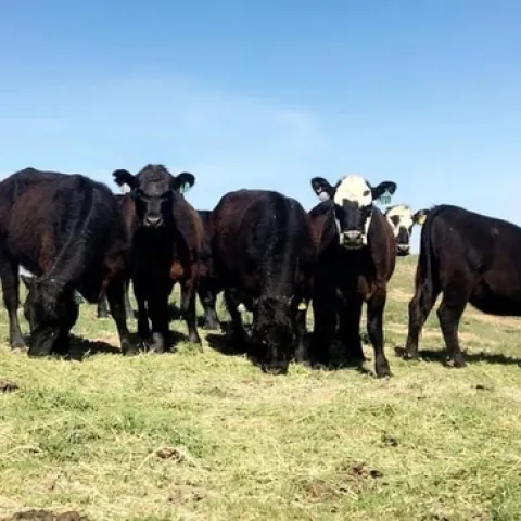 LivestockPassAdvertisement