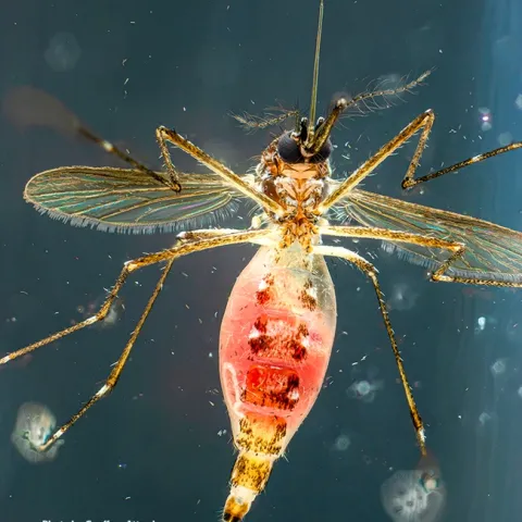 A blood-fed Aedes aegypti mosquito, photographed by medical entomologist/geneticist Geoffrey Attardo.