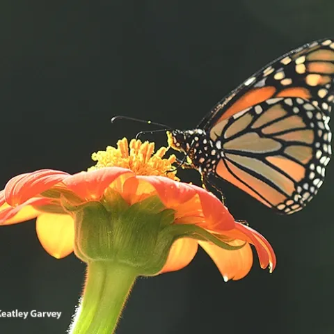 Bees are the most well known pollinators, but butterflies, including monarchs, are pollinators, too. This monarch butterfly, sipping nectar in a Vacaville garden, came up with a head full of pollen. (Photo by Kathy Keatley Garvey)
