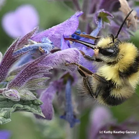 A plant-pollinator interaction: a black-tailed bumble bee, Bombus melanopygus, nectaring on lavender. (Photo by Kathy Keatley Garvey)