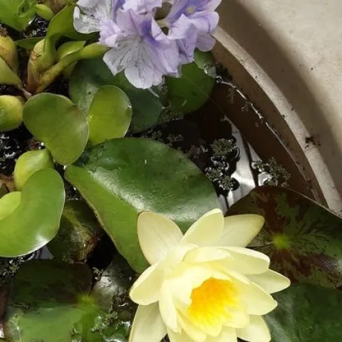 Photo by Phyllis Molnar