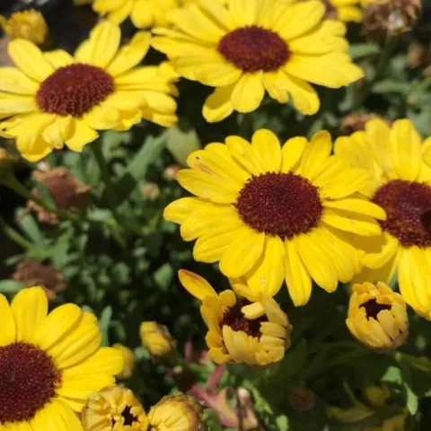 Photo by Andrea Giacoletti