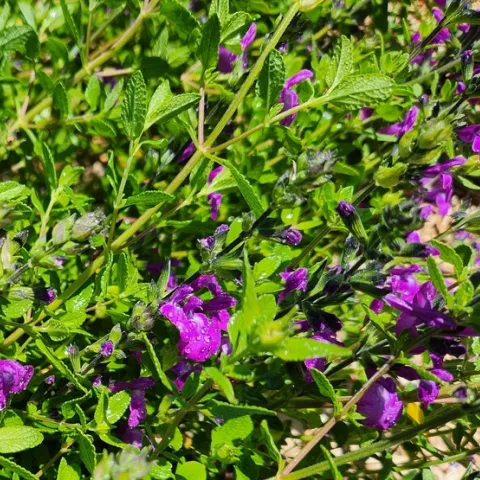 Photo by Polly Nelson