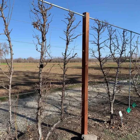 Espaliered fruit trees in January 2021 at Patrick Ranch. Laura Kling