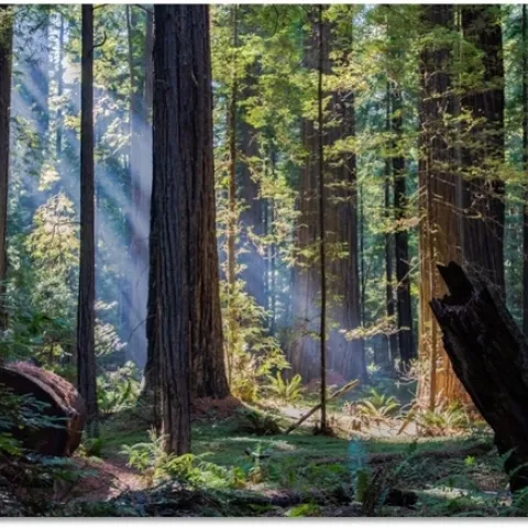 Shafts of sunlight filters into a forest