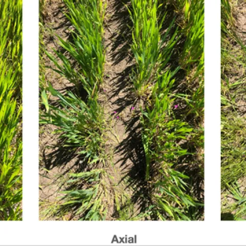 Figure 1: Italian ryegrass in wheat trials 36 days after application (Bird's Landing). Wheat rows are visible in a linear pattern in each picture. Italian ryegrass escapes can be seen in between the rows. Note that Osprey stunted many of the IR seedlings, but weeds were able to recover. Click on the image to expand.