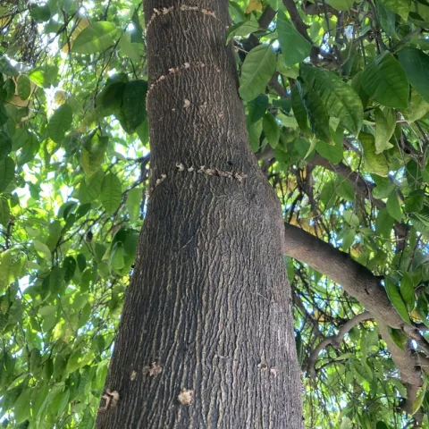 Sapsucker damage. Photo by Michelle Davis