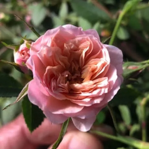 Petite Peach. (Photo: Rosie D)