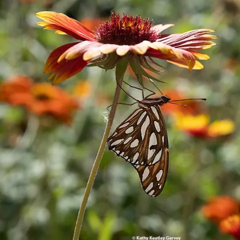 A Gulf Fritillary, Agraulis vanillae, clings to a blanket flower, Gaillardia. (Photo by Kathy Keatley Garvey)