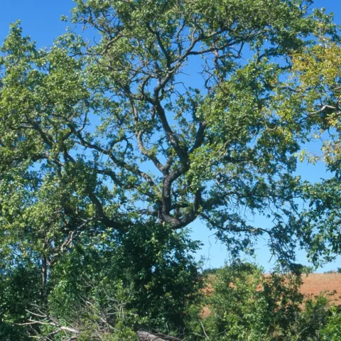 Valley Oak. UC Regents