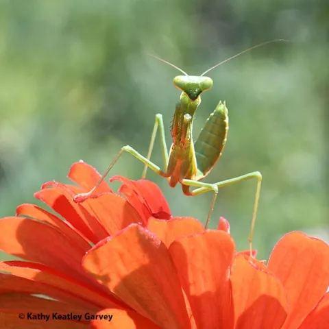 A praying mantis pretends to be a bodybuilder like Arnold Schwarzenegger. (Photo by Kathy Keatley Garvey)