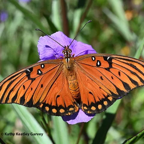 The adult Gulf Fritillary butterfly is a brilliant orange, with silver-spangled underwings. This one is nectaring on a Mexican petunia in a Vacaville garden. (Photo by Kathy Keatley Garvey)