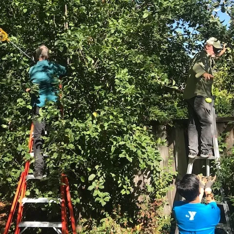 Napa CanDo volunteer apple gleaners at Cindy Watters’s Napa home