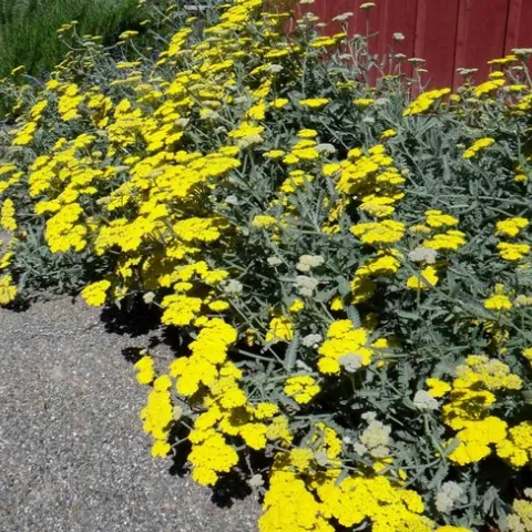 Moonshine Yarrow is an easy-care perennial in our area. Brent McGhie