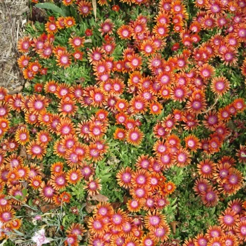 A mass of orange and yellow flowers.