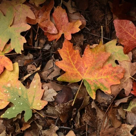 Fall leaves by ZionNPS is licensed under CC BY 2.0.