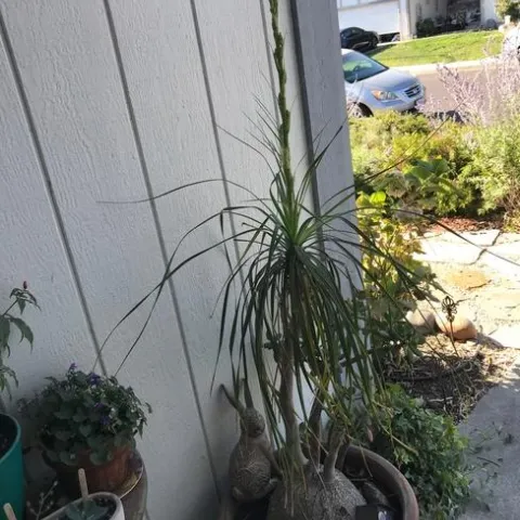 Ponytail Palm. photos by Karen Metz