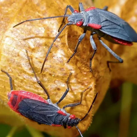 Soapberry bugs flying and flightless morphs together on balloon vine. (Photo by Scott Carroll)