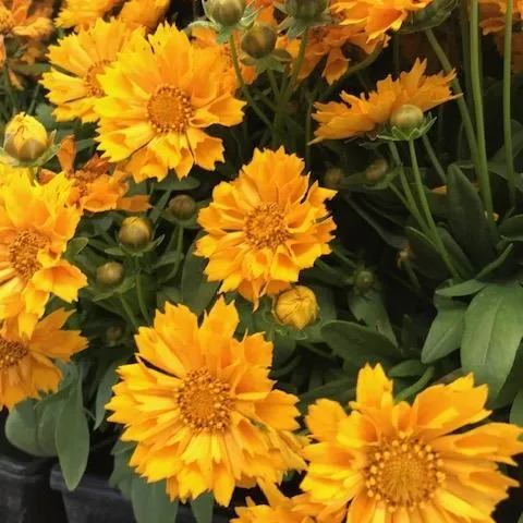 Coreopsis can be planted now. (Photo: Nancy Devaurs)