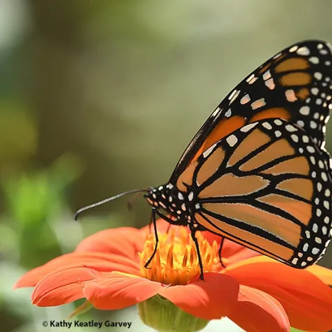 A male monarch nectaring on a Mexican sunflower, Tithonia rotundifola, in a Vacaville, Calif. garden. (Photo by Kathy Keatley Garvey)